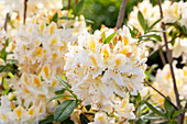 Rhododendron luteum 'Daviesii'