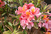 Rhododendron luteum 'Coccinea Speciosa'