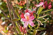 Rhododendron viscosum 'Juniduft'