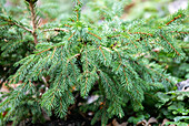 Picea abies 'Maxwellii'