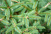 Picea abies 'Ohlendorffii'