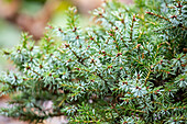 Picea omorika 'Nana'