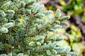 Picea sitchensis 'Silberzwerg'