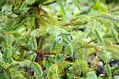 Picea sitchensis 'Schermbeck'