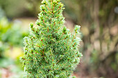 Picea glauca 'Blue Wonder'(s)