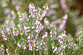 Erica darleyensis 'Darley Dale'