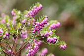 Erica darleyensis 'Lena'