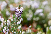 Erica carnea 'Walter Reisert'