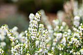 Erica darleyensis 'White Perfection'