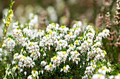 Erica darleyensis 'White Perfection'