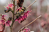 Hamamelis vernalis 'Washington Park'