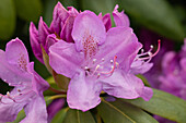 Rhododendron 'Catawbiense Boursault'