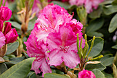 Rhododendron 'Germania'®