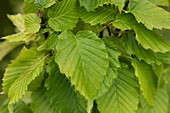 Carpinus betulus 'Columnaris'