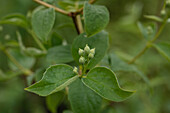 Philadelphus 'Schneesturm'