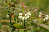 Vaccinium corymbosum 'North Country'