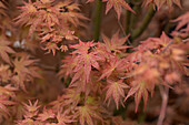 Acer palmatum 'Phoenix'