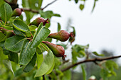Pear - Fruiting