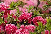 Rhododendron luteum, pink