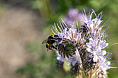 Phacelia tanacetifolia