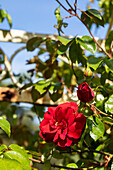 Climbing rose, red