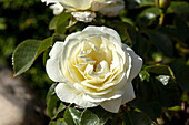 Bedding rose, white