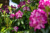 Rhododendron 'Charles Noble'