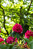 Rhododendron 'Michael Waterer'