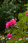 Rhododendron 'Clémentine Lemaire'