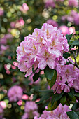 Rhododendron 'Christian Schröder'