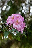 Rhododendron 'Christian Schröder'