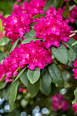 Rhododendron 'Caractacus'