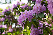 Rhododendron catawbiense 'Compactum'