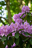 Rhododendron catawbiense 'Compactum'