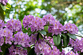 Rhododendron catawbiense 'Compactum'