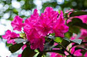 Rhododendron yakushimanum 'Esprit'