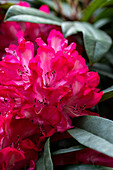Rhododendron 'Alarm'