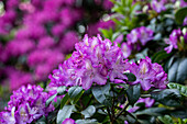 Rhododendron 'Alma'