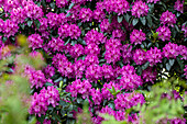 Rhododendron, purpurrot