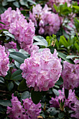 Rhododendron 'Aristide Briand'