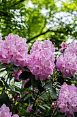 Rhododendron 'Aristide Briand'