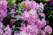 Rhododendron 'Aristide Briand'