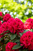 Rhododendron insigne 'Marianne von Weizsäcker'