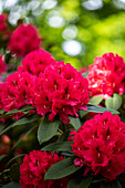 Rhododendron insigne 'Marianne von Weizsäcker'