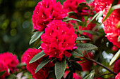 Rhododendron insigne 'Marianne von Weizsäcker'