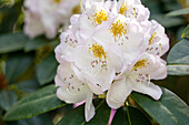 Rhododendron 'Madame Carvalho'