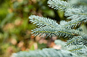 Picea