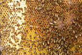 Bienenstock und Waben