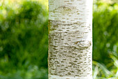 Betula utilis