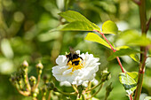 Bumblebee on rose blossom